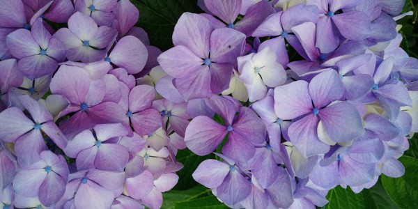 紫陽花　　あじさいサムネイル