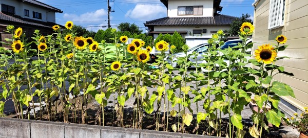 休暇明け　向日葵サムネイル